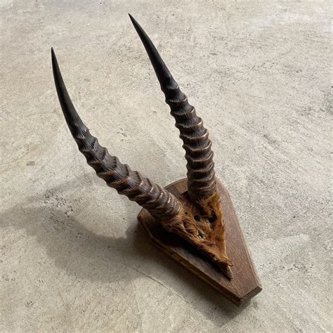 Gazelle Horns - Etsy