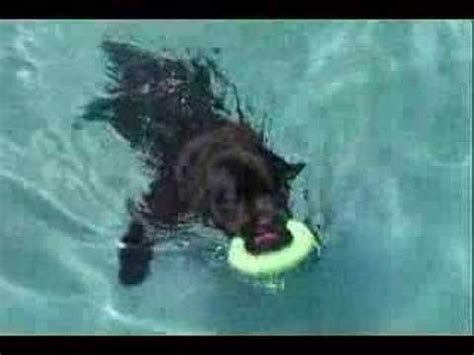 Newfoundland Dog Swimming | [#] Lunawsome