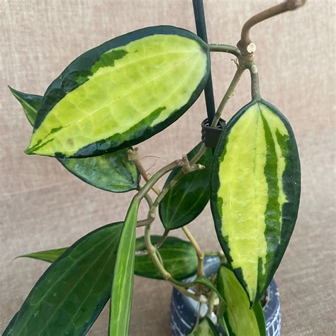 Hoya Macrophylla Pot Of Gold Variegata