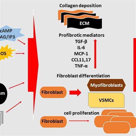 Schematic Representation Of The Cellular And Molecular Events Linked To