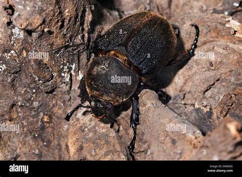 Dung Beetle South America High Resolution Stock Photography And Images