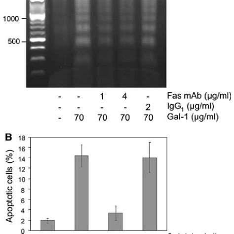 Inhibition Of Gal 1 Induced DNA Fragmentation In Jurkat E6 1 Cells By A