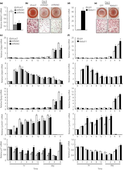 The Effects Of Knockdown And Overexpression Of Kbtbd11 On 3t3‐l1