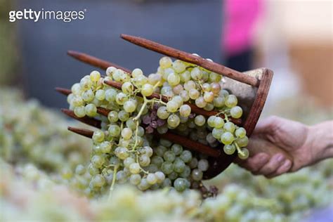 Female Hands Using Vintage Home Crafted Rakes For Wine Grapes 이미지