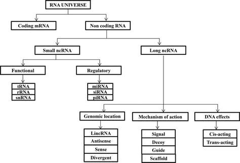 Roles Of Non Coding Rnas In Transcriptional Regulation Intechopen