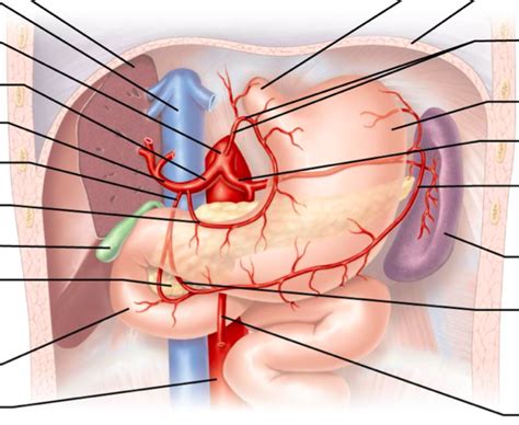 Arteries Of The Abdomen Celiac Trunk And Its Major Branches Lab Exam