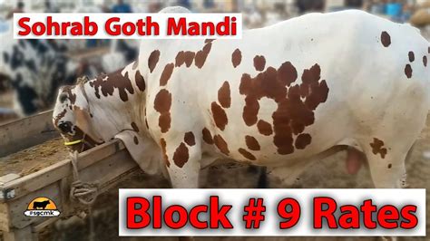 Sohrab Goth Cow Mandi Rates Updates Block Karachi Sohrab Goth