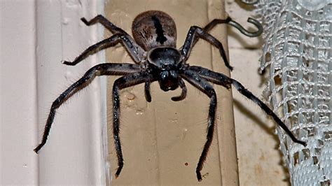 Huntsman Spiders Have Officially Made Their Way To The Uk Sick Chirpse