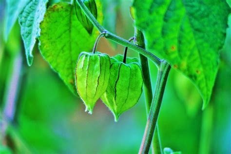 Free Images Tree Nature Grass Branch Fruit Sunlight Leaf