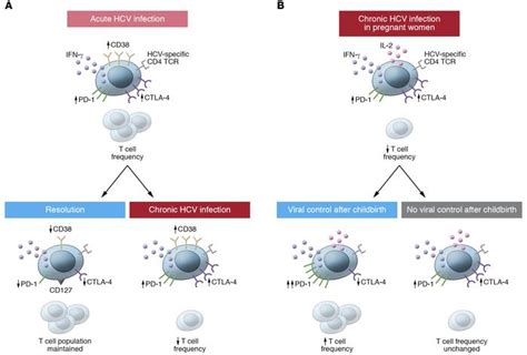 Jci Cd T Cell Responses In Human Viral Infection Lessons From