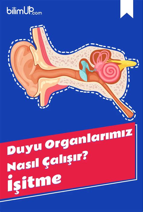 Duyu Organlarımız Nasıl Çalışır İşitme Duyusu bilimUP