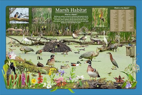 wetland ecosystem animals  plants