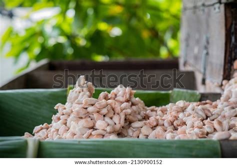 1 Thousand Cacao Bean Fermentation Royalty Free Images Stock Photos