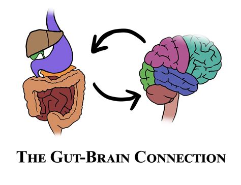 The Gut - Your Second Brain - The Know Food Diet