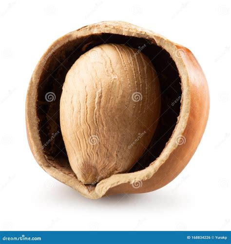 Half Of Hazelnut Isolated On A White Background Stock Photo Image Of