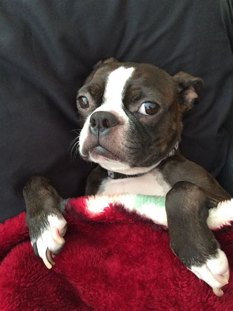 Louie - Contest Entry #67417 - Modern Dog Magazine