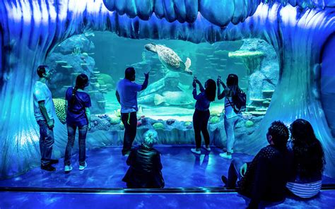 SEA LIFE Sydney Aquarium Tickets | Headout