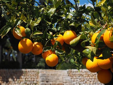 Orangen Früchte Orangenbaum Kostenloses Foto auf Pixabay