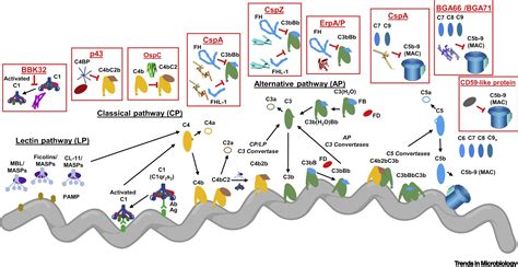 Complement Evasion By Lyme Disease Spirochetes Trends In Microbiology