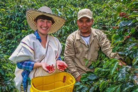 Cali Coffee Tour Discover The Secrets Of 100 Colombian Coffee 2024