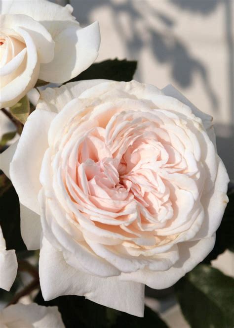 Arborose® Honeymoon™ Climbing Rose Bare Root