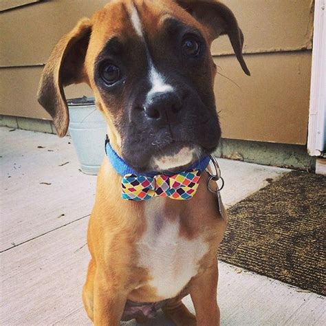 Im The Cutest Boxer Puppy In The World With My Bow Tie Boxerpuppy