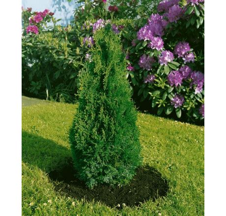 Thuja Occidentalis Holmstrup Zerav Z Padn Cm K