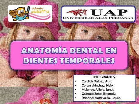 Anatomía Dental en Dientes Temporales Harry Alfonso Castiblanco uDocz