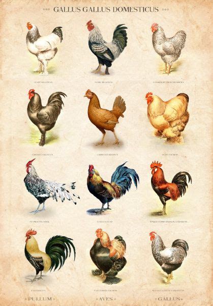 Rooster Breeds List