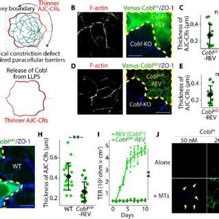 cobl underwent llps   mt dependent manner  cells  prediction