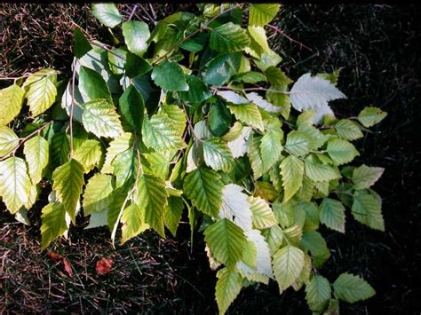 Iron Chlorosis