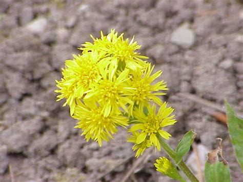 Goldenrod - Flowers