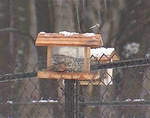 Why Are There So Many Birds Rachel Carson Council