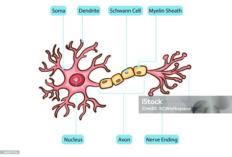 Neuron Nucleus Diagram Stock Illustration - Download Image Now - Anatomy, Biology, Blood - iStock