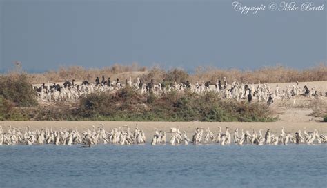 Socotra Cormorant | Focusing on Wildlife