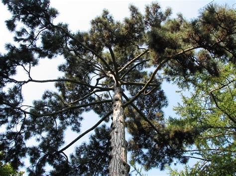 Sosna Czarna Pinus Nigra Ang European Black Pine