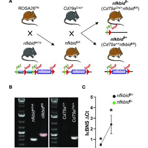 Generation And Genotyping Of B Cell Specific Ikbns Knock Out Mice A