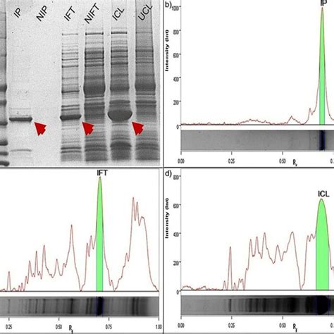 Analysis Of Sds Page A Coomassie Staining Of Sds Page Showing The Download Scientific