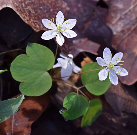 Rue Anemone Vild Blomma Gratis Foto P Pixabay Pixabay