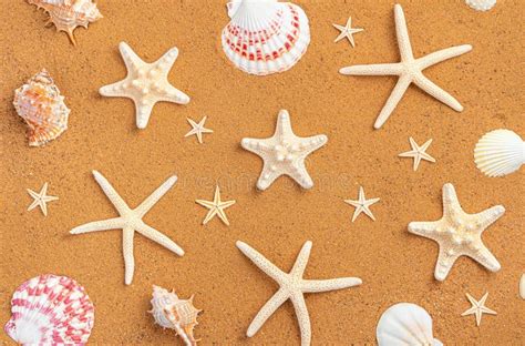 Estrelas Do Mar De Diferentes Formas E Conchas Na Areia Imagem De