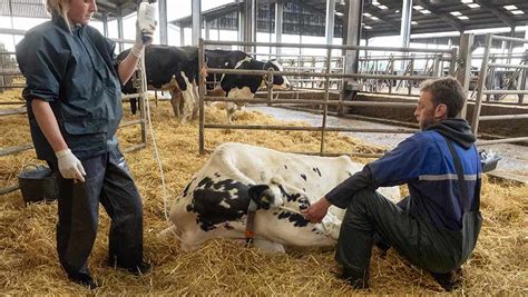 How To Diagnose And Treat Downer Cows Farmers Weekly