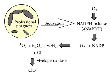 The oxidative burst of professional phagocytes (neutrophils ...