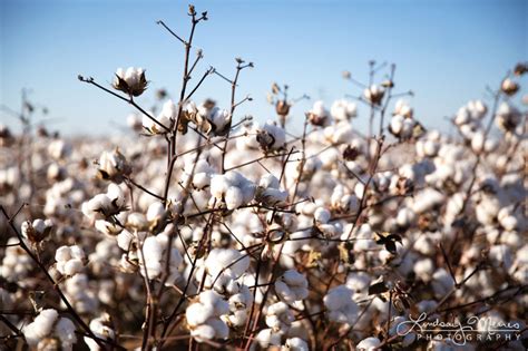 Classic Cotton Fields Photo Set Texas Cotton Photography Travlin