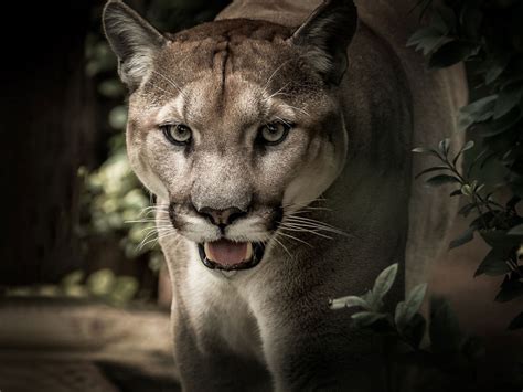 Fue Un Puma O Un Tigre De Bengala Culpan A Felino De Muerte De Vaca Y