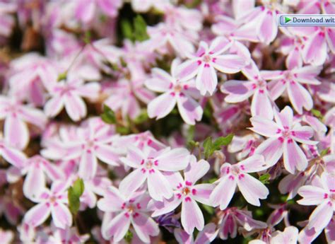 Creeping Phlox Info Plus 7 Colorful Varieties - Gardenfrontier