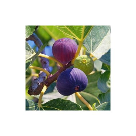 Ficus carica Rouge de Bordeaux Figuier Pépinières Constantin