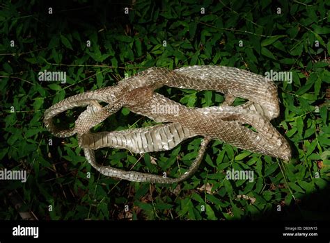 Sheding Skin Snake Hi Res Stock Photography And Images Alamy