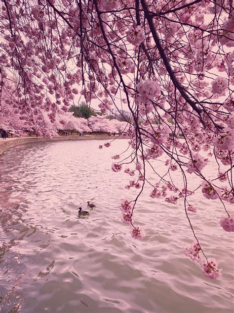 Washington, D.C.: Cherry Blossoms | UD Abroad Blog