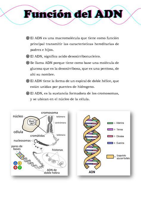 Solution Funcion Del Adn Studypool