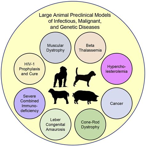 Genome Editing In Large Animal Models Molecular Therapy